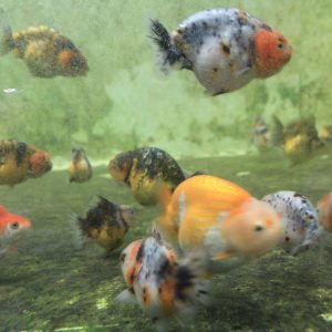 Goldfish Baby - Random Ryukin
