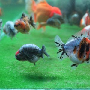 Paket Ikan Mas Koki 3 Ekor Ranchu, Oranda, Demekin, Ryukin - Fancy Grade