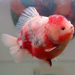 Oranda Short Tail Sakura Beauty Fish - IMGF00026