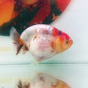 Ranchu Blue Show Quality - IMGF00027
