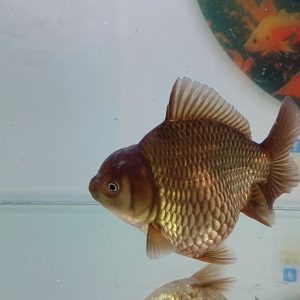 Oranda Short Tail (Belum Mutasi Warna) - IMGF00028