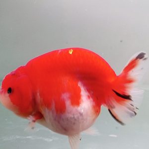 Ranchu RW Merah Putih - IMGF00030