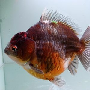Oranda Short Tail Beauty Overload - IMGF00031
