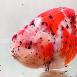 Ranchu