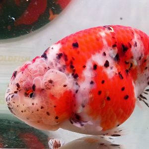 Ranchu Gendut Lucu Calico Polkadot - IMGF00032