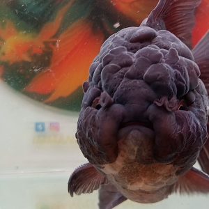 Oranda Long Tail Black - IMGF00033