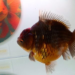 Oranda Short Tail Perfect