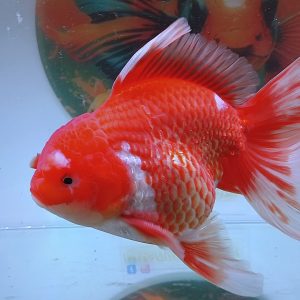 Oranda Long Tail Red White - IMGF00035