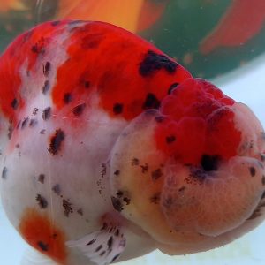 Ranchu Calico Red Dot Polkadot - IMGF00037