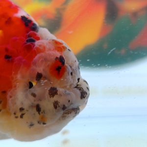 Ranchu Red Calico Tutul Polkadot - IMGF00038