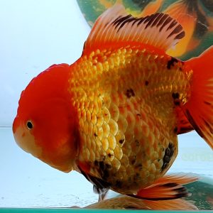 Oranda Long Tail. Red Comel - IMGF00039