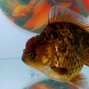 Oranda Short Tail Rare Gold Color - IMGF00040
