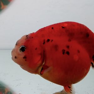 Ranchu Calico Red - IMGF00041