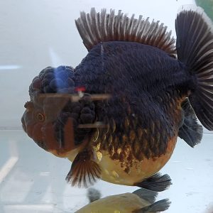 Oranda Short Tail  Black Gold - IMGF00042