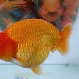 Ranchu RED Color Show Class Ikan Kontes - IMGF00044
