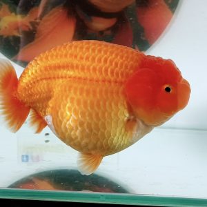 Ranchu Show Quality, Ranchu Red - IMGF00045