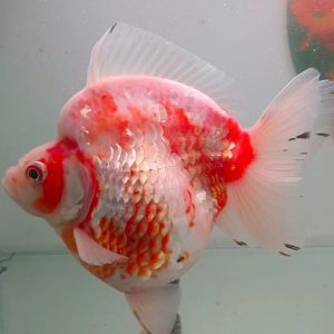 Ryukin Short Tail Red White, Goldfish Ryukin - IMGF00018