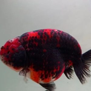 Ranchu Black And Red