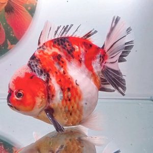 Oranda Short Tail Calico Jantan - IMGF00025
