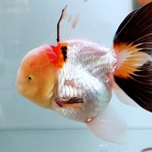 Oranda Komersil Goldfish Super Murah