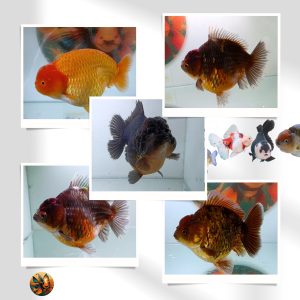 Paket Fancy Rapi Ikan Mas Koki 3 Ekor Ranchu, Oranda, Demekin, Ryukin - Fancy Rapi
