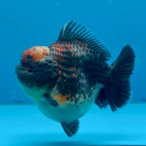 Oranda