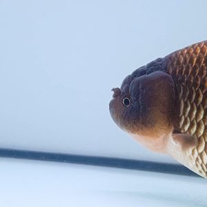 Ranchu Baby Size - IMGF00046
