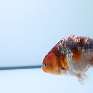 Ranchu Metalic Multicolor - IMGF00047