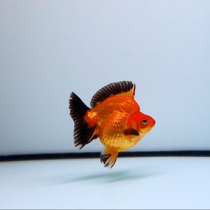 Ryukin Black Gold Beautifull Fish, Goldfish Ryukin Baby Size - IMGF00048