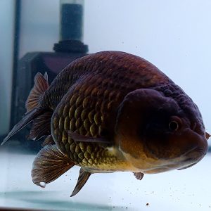 Black Color Ranchu Gen Jumbo Grooming Ranchu Goldfish - IMGF00049