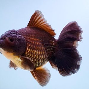 Long Tail Oranda Ekor Panjang OLT Black Color  - IMGF00050