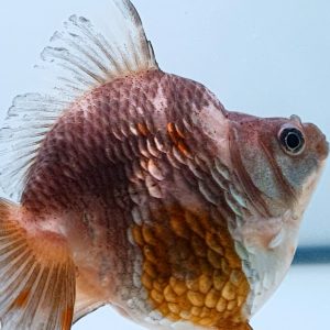 Ryukin Goldfish Ikan MasKoki Japan Origin, Ikan Cantik - IMGF00051