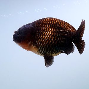 Black Ranchu Goldfish, Ikan Maskoki Junior Size - IMGF00052