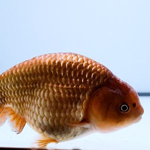 Fancy Grade Goldfish Jumbo Gen Ranchu - IMGF00053