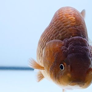 Ranchu Black Gen Jumbo - IMGF00054