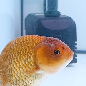 Ranchu Fancy Grade - IMGF00055