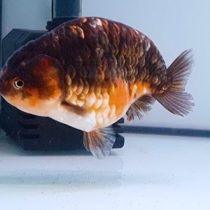Ranchu Goldfish Ikan Maskoki - IMGF00056
