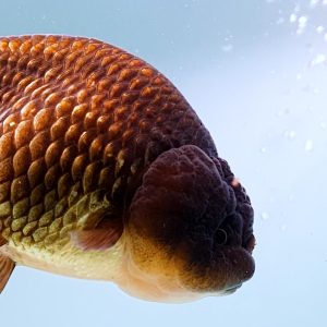 Ranchu Color Ikan Koki Ranchu Black - IMGF00057