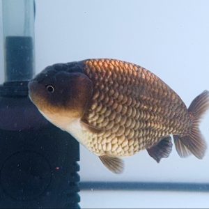 Ranchu Bulky Gen Jumbo Bisa Besar - IMGF00059