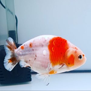 Ranchu Calico White Red And White - IMGF00060