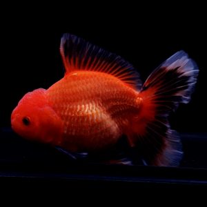 Oranda Red Black, OLT Goldfish - IMGF00061