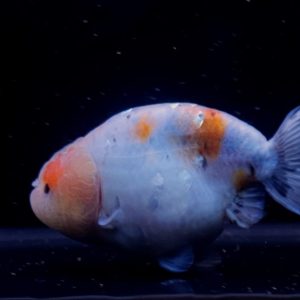 Maskoki Ranchu Ikan Koki Calico Putih Merah - IMGF00063