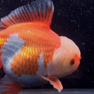 Ikan Cantik Oranda Long Tail Beautiful Goldfish, Ikan Mewah Long Body - IMGF00064