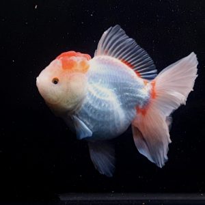 Maskoki Oranda Long Tail Goldfish OLT Ikan Cantik & Wonderful - IMGF00065