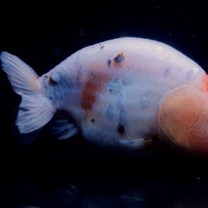 Goldfish Ranchu Lucu Menggemaskan, Ikan Hias Cantik - IMGF00066