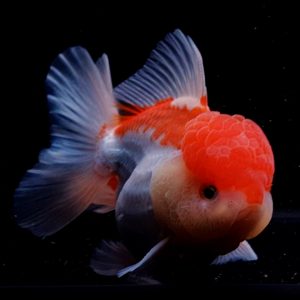 Oranda Long Tail Red White, OLT Goldfish Male Oranda  - IMGF00067