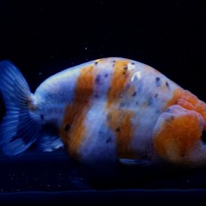 Ornamental Fish Of Goldfish Ranchu Calico Ikan MasKoki Cantik - IMGF00068