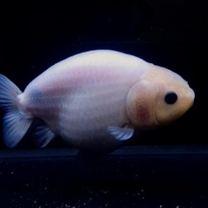 Ikan Putih Mas Koki White Ranchu Ghost Goldfish Ikan Koki Indonesia Fancy Grade Jumbo Gen - IMGF00069