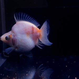 Ryukin Bahan Grooming Ikan Maskoki Ryukin Cantik - IMGF00070