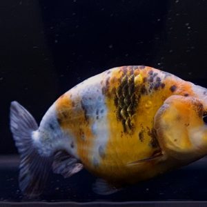Ranchu Super Gen Jumbo Bulky Murah Meriah Goldfish Ranchu - IMGF00071